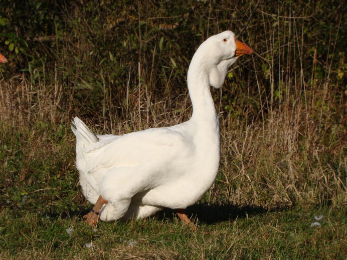 Гусята Кубанской породы
