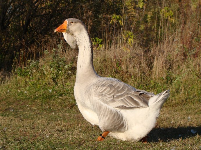 Кубанская порода гусей