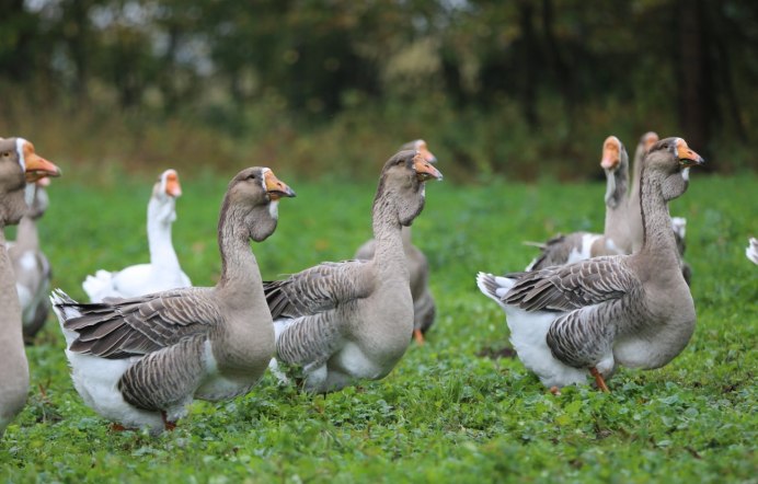 Гуси фото белые и Кубанские