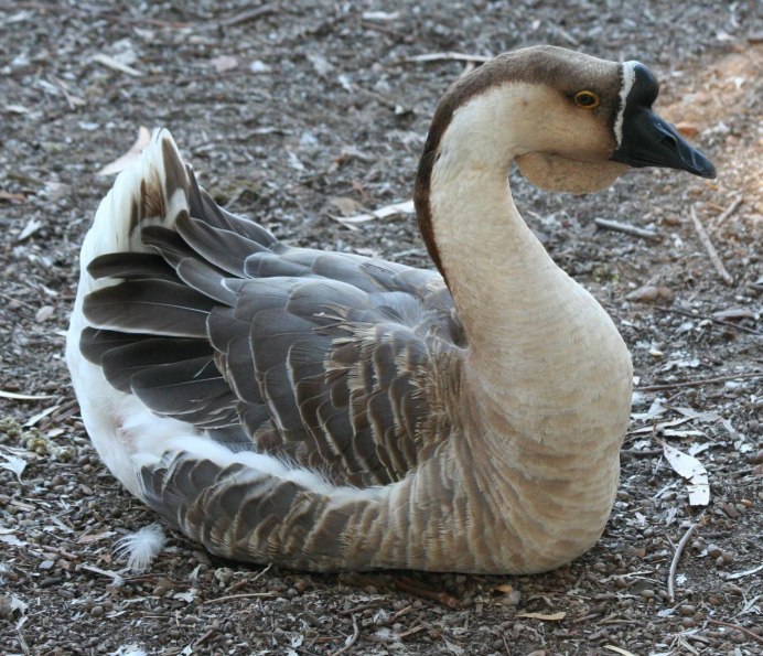 Кубанская порода гусей