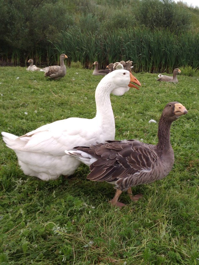 Кубанская порода гусей
