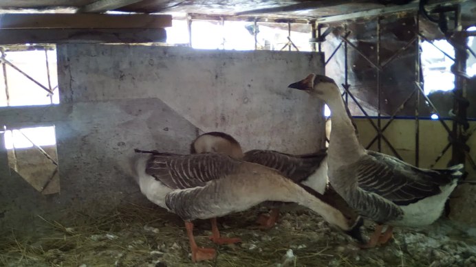 Гуси Кубанские Гусыни