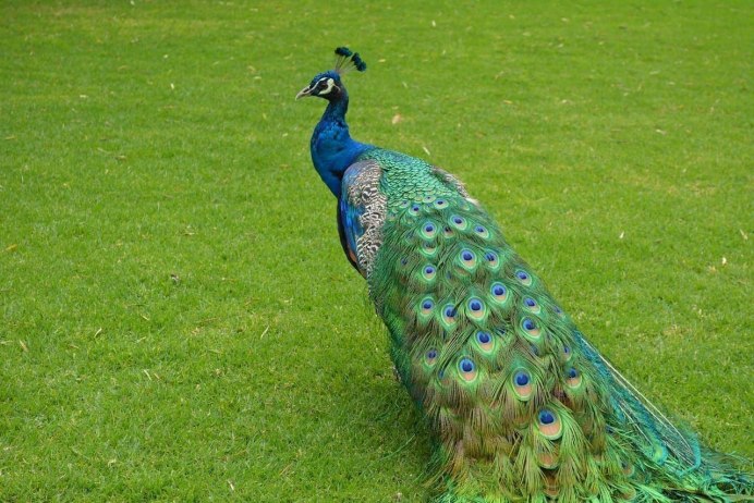 Павлин (Pavo cristatus)