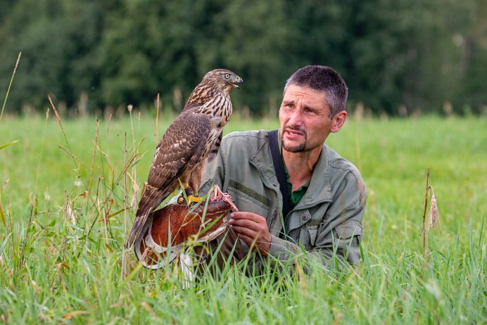 Канюк, Беркут