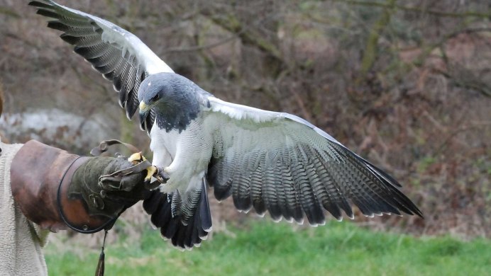 Сокол-Сапсан (Falco peregrinus)