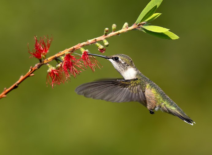 Ruby-Topaz Hummingbird