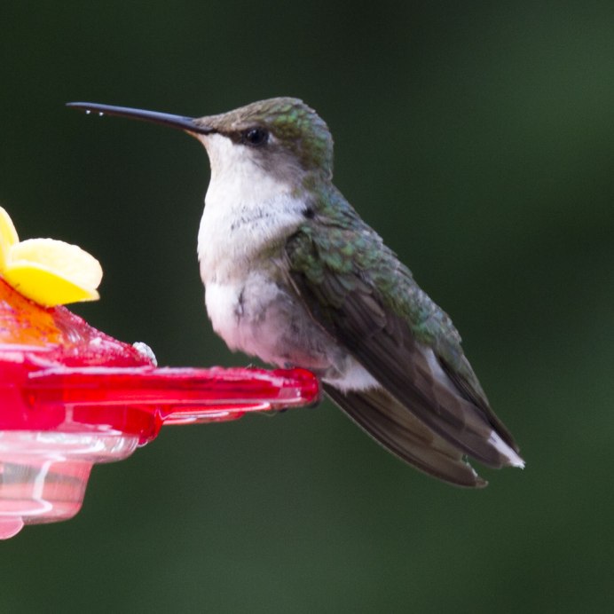 Колибри trochilidae