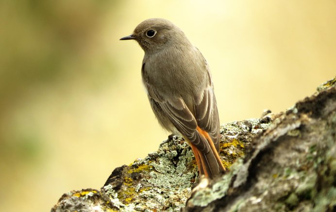 Обыкновенная горихвостка (Phoenicurus Phoenicurus)