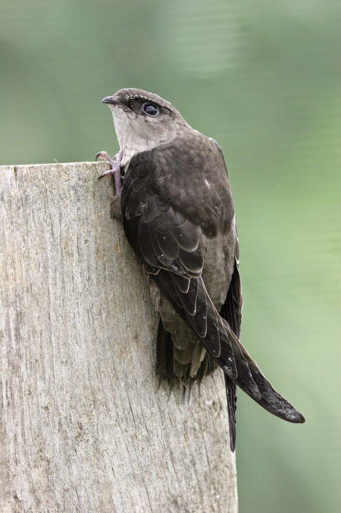 Скальная Ласточка