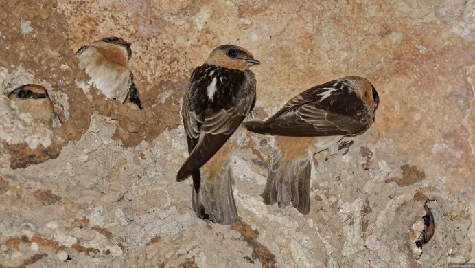 Ptyonoprogne fuligula