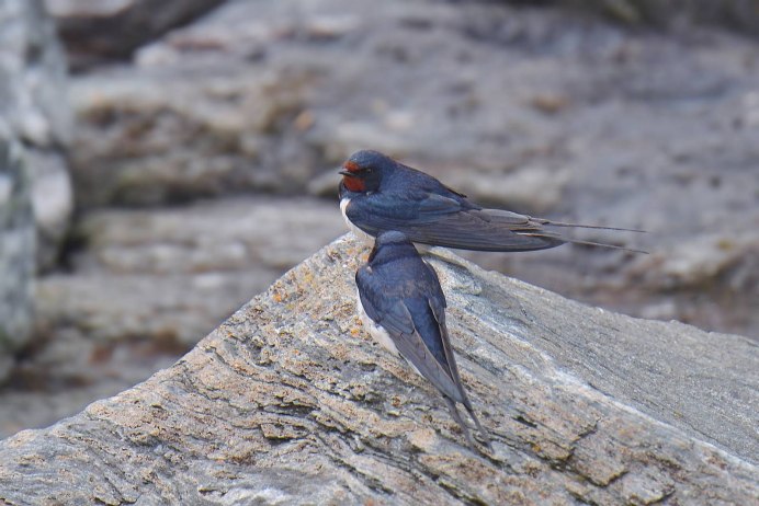 Ласточки привязывают птенцов