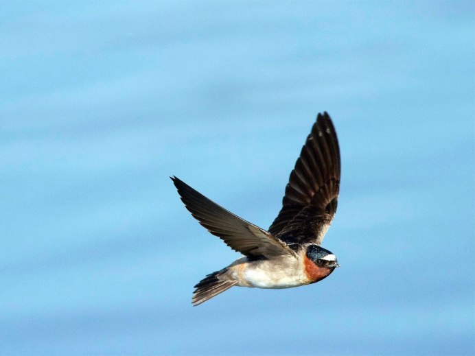 Белолобая Горная Ласточка