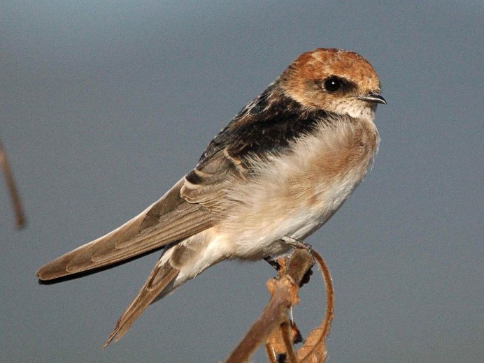 Горные ласточки на Кавказе