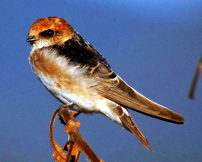 Белолобая Горная Ласточка