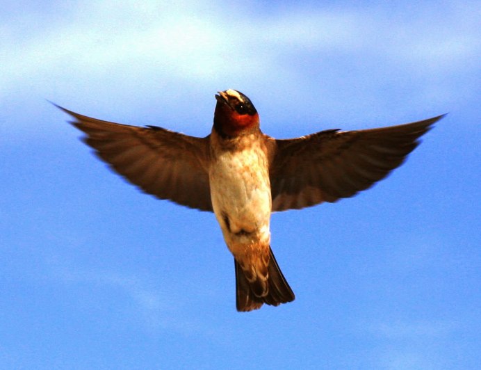 Ласточка в Украине