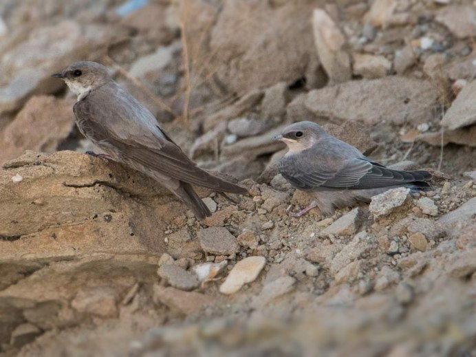 Ptyonoprogne rupestris