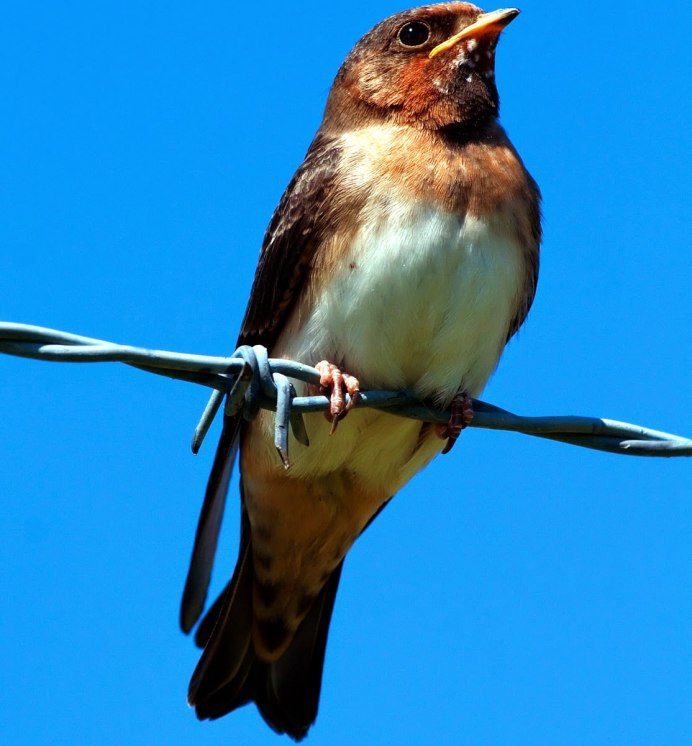 Белолобая Ласточка