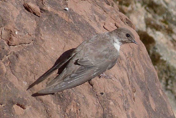 Иглохвостый Стриж птица