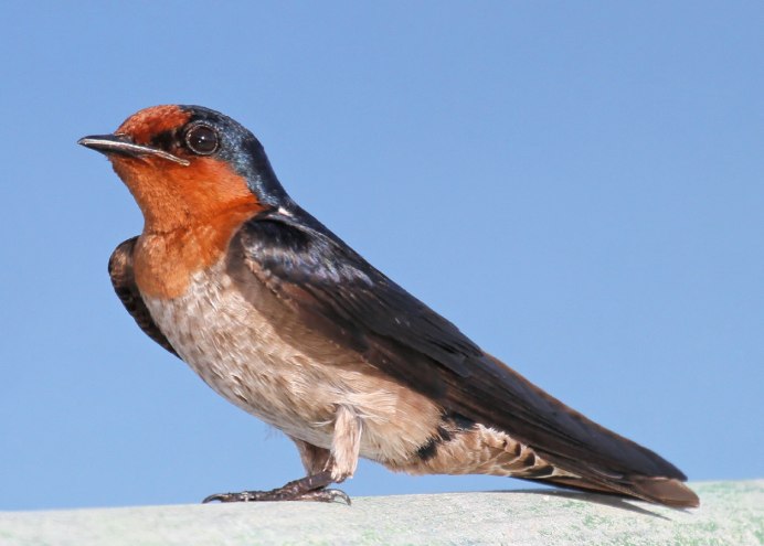 Рыжая Ласточка