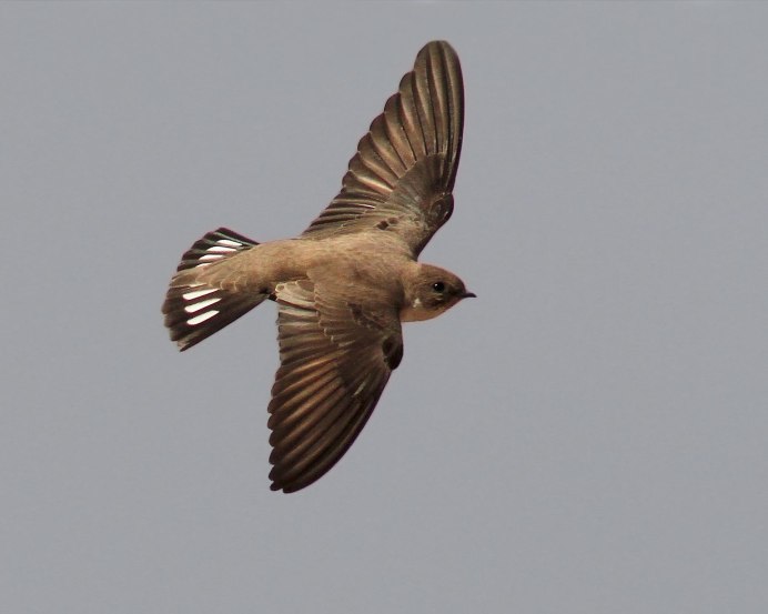 Ольга Ласточка фото