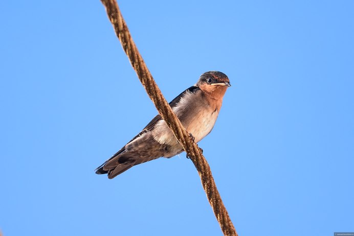 Настоящие ласточки