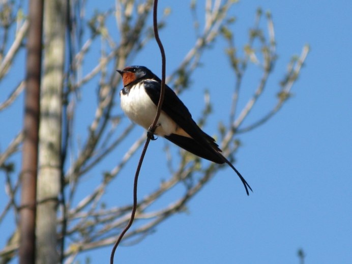 Стриж Ласточка скворец мухоловка