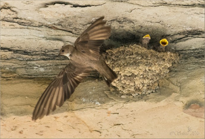 Petrochelidon pyrrhonota