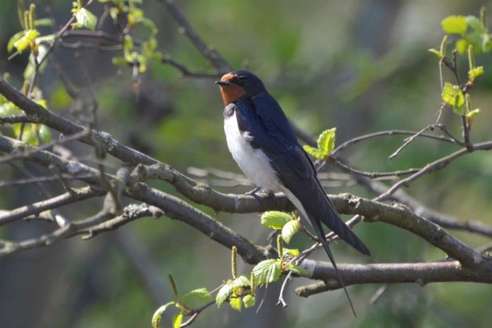 Маленькая птичка с острыми крыльями