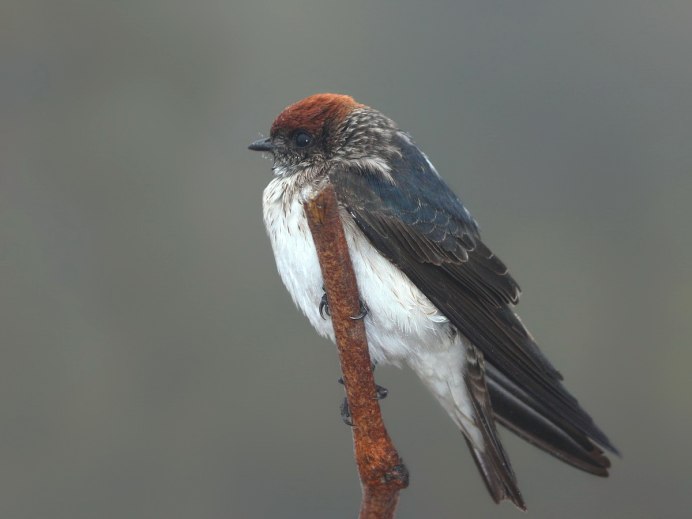 Ласточка обыкновенная