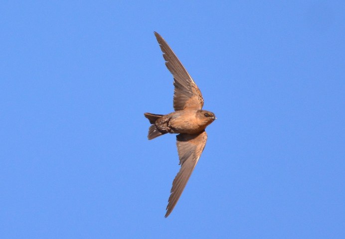 Ptyonoprogne rupestris