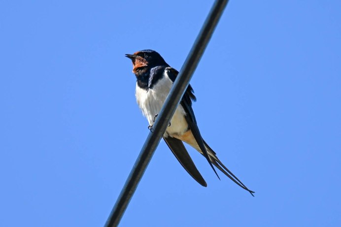Деревенская Ласточка самка