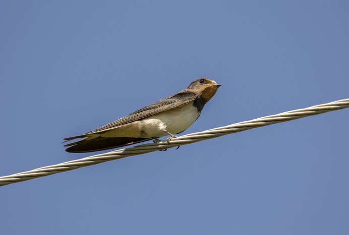 Ptyonoprogne fuligula