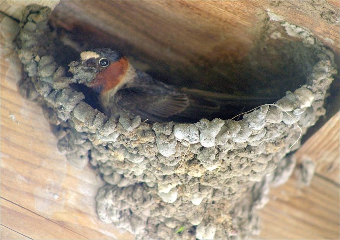 Крылья ласточки