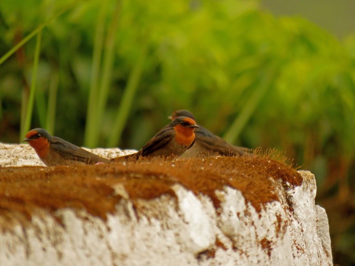 Деревенская Ласточка Касатка