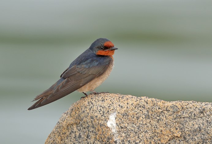 Stelgidopteryx ruficollis