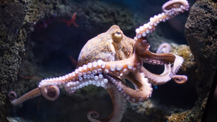 Осьминог Octopus vulgaris