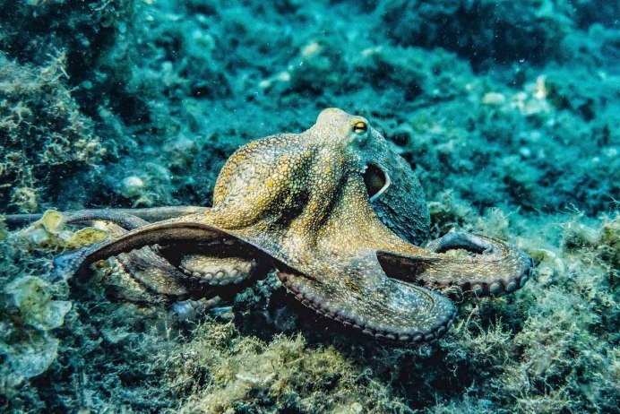 Осьминог Средиземного моря