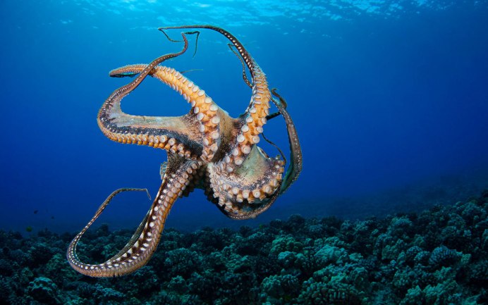 Морской Спрут