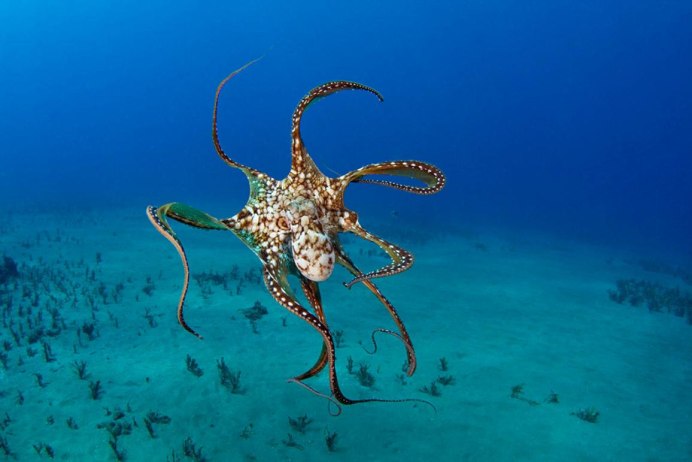 Что находится на морском дне для детей