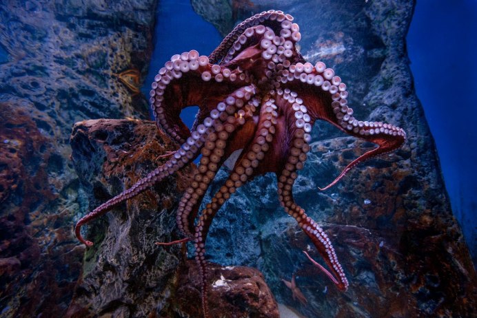 Осьминог Octopus cyanea