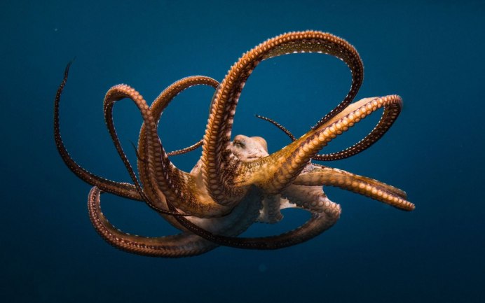 Giant Pacific Octopus