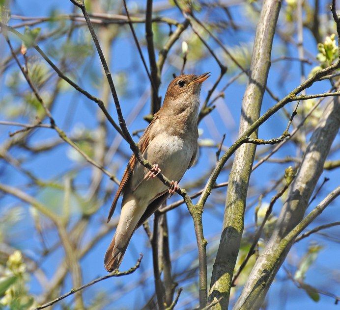 Соловей (Luscinia Luscinia)