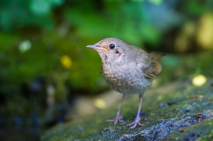 Соловей (Luscinia Luscinia)