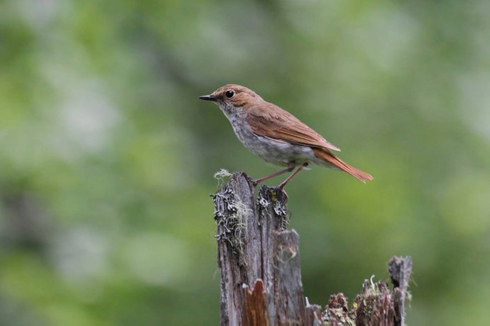Luscinia Luscinia