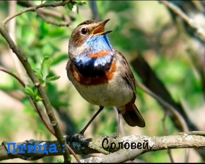 Степной Соловей