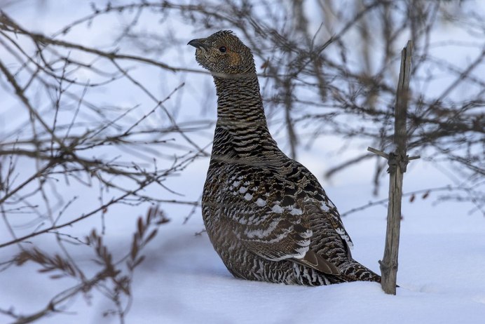 Чернобрюхий Глухарь Tetrao urogallus Major