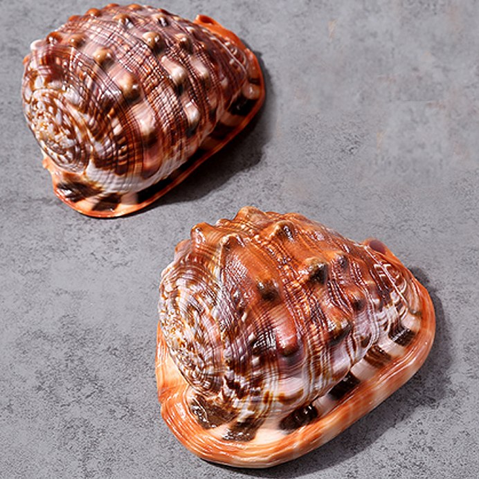 Neritina gagates