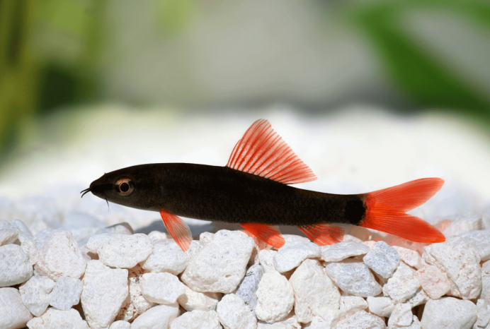 Лабео зелёный (лат. Epalzeorhynchos frenatus)