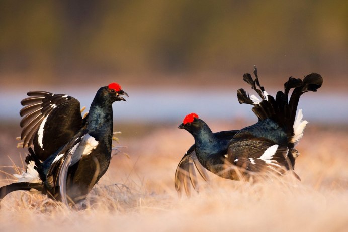 Western Capercaillie