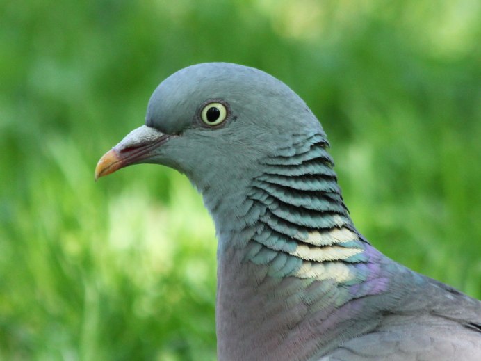 Вяхирь (Columba palumbus)